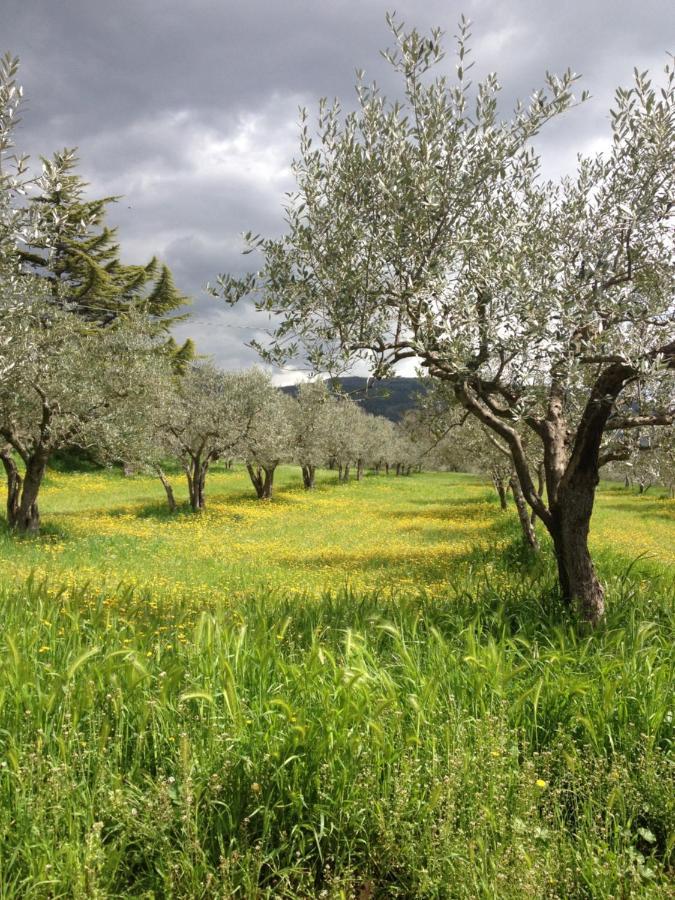Gli Ulivi D'Argento Villa Assisi Esterno foto